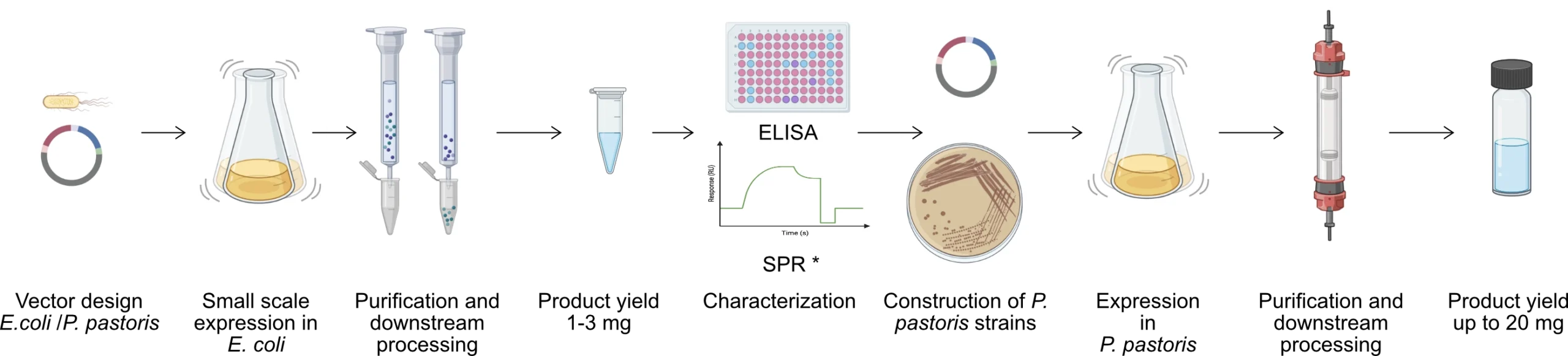 250405 step 2 nanobody discovery services VHH nanobody development services workflow, second step expression and production