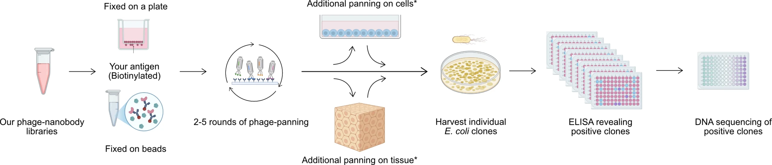 250626 step 1 nanobody discovery services VHH nanobody development services workflow, first step: panning & selection