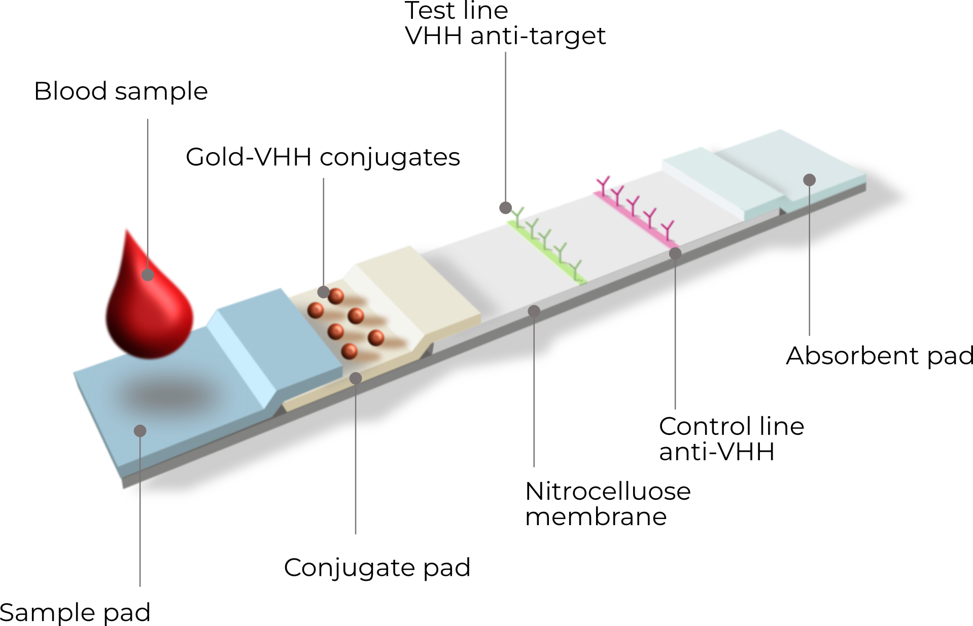 VHH LFA Lateral Flow Assay Diagnostic