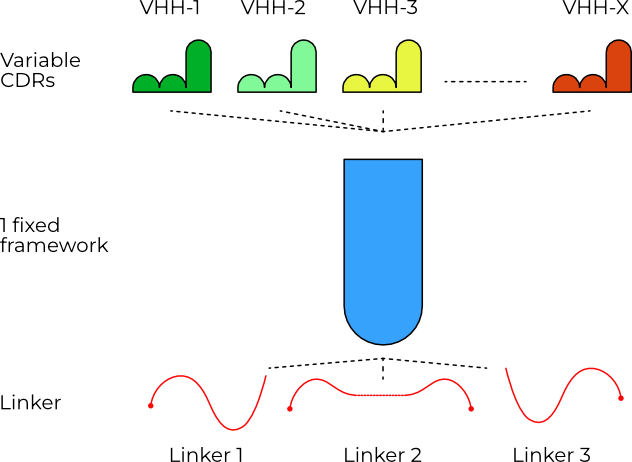 AlbuFlex platform albumin-binding VHH antibody framework design