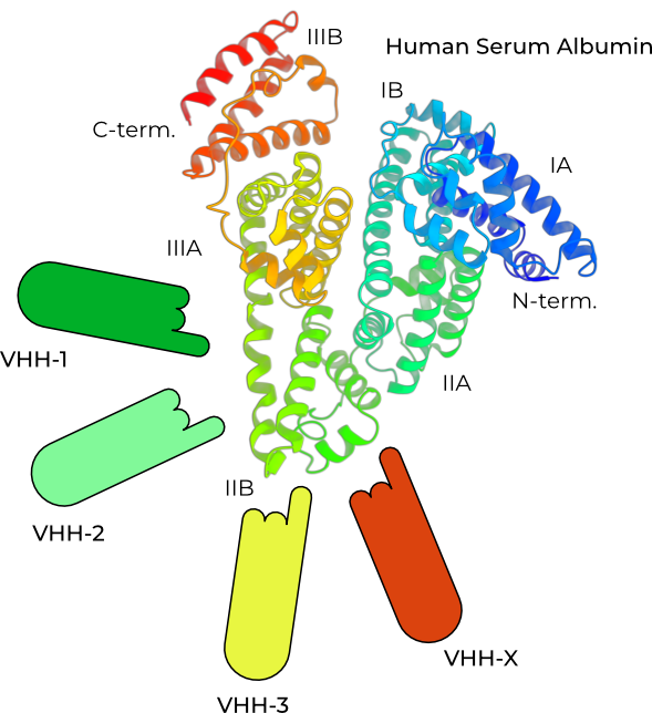 AlbuFlex platform albumin-binding VHH antibody design elements