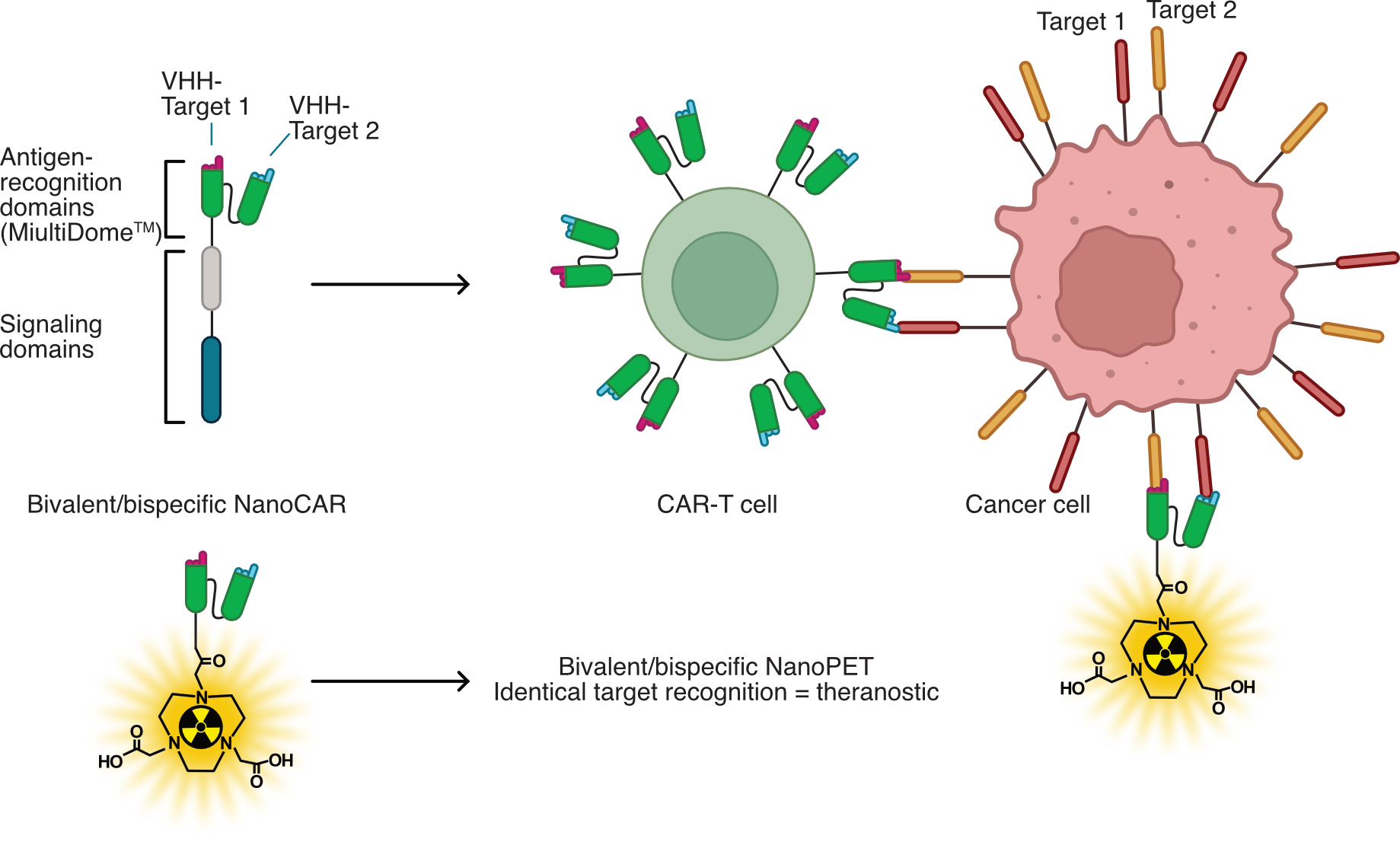 CAR T nanobody multidome nanoCAR
