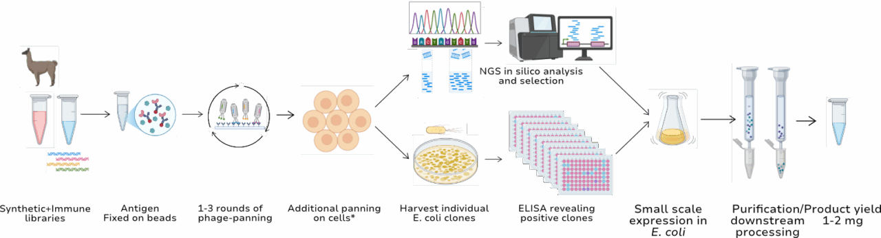 VHH Discovery Platform - Synthetic & Immune VHH Libraries