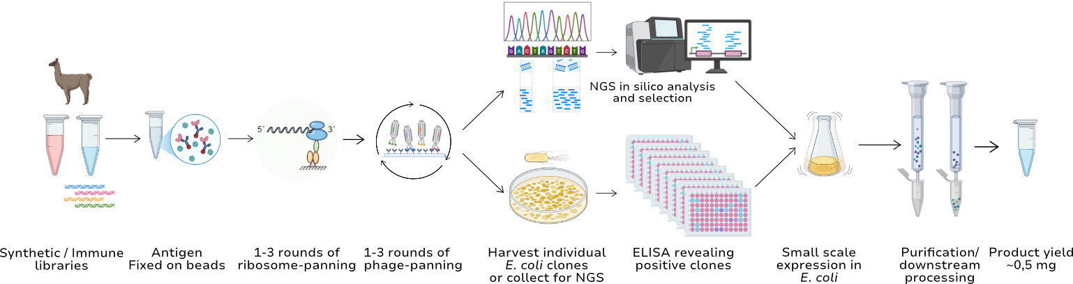 Workflow VHH nanobodies panning