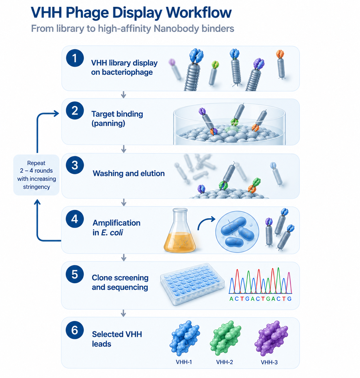 vhh-phage-display-workflow