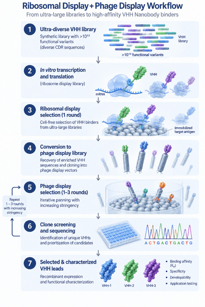 vhh combined ribosomal phage display workflow